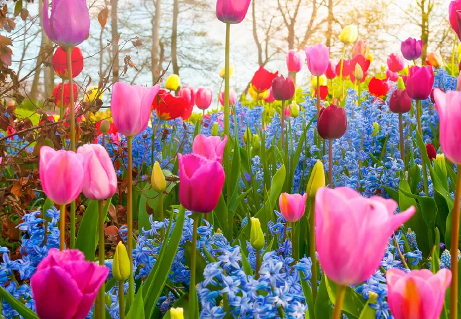 Sonia Flowers