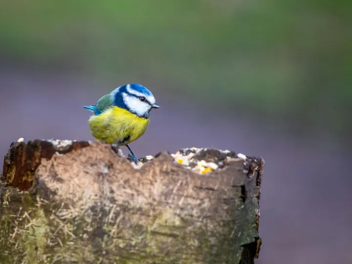A vibrant blue tit perched on a tree stump in