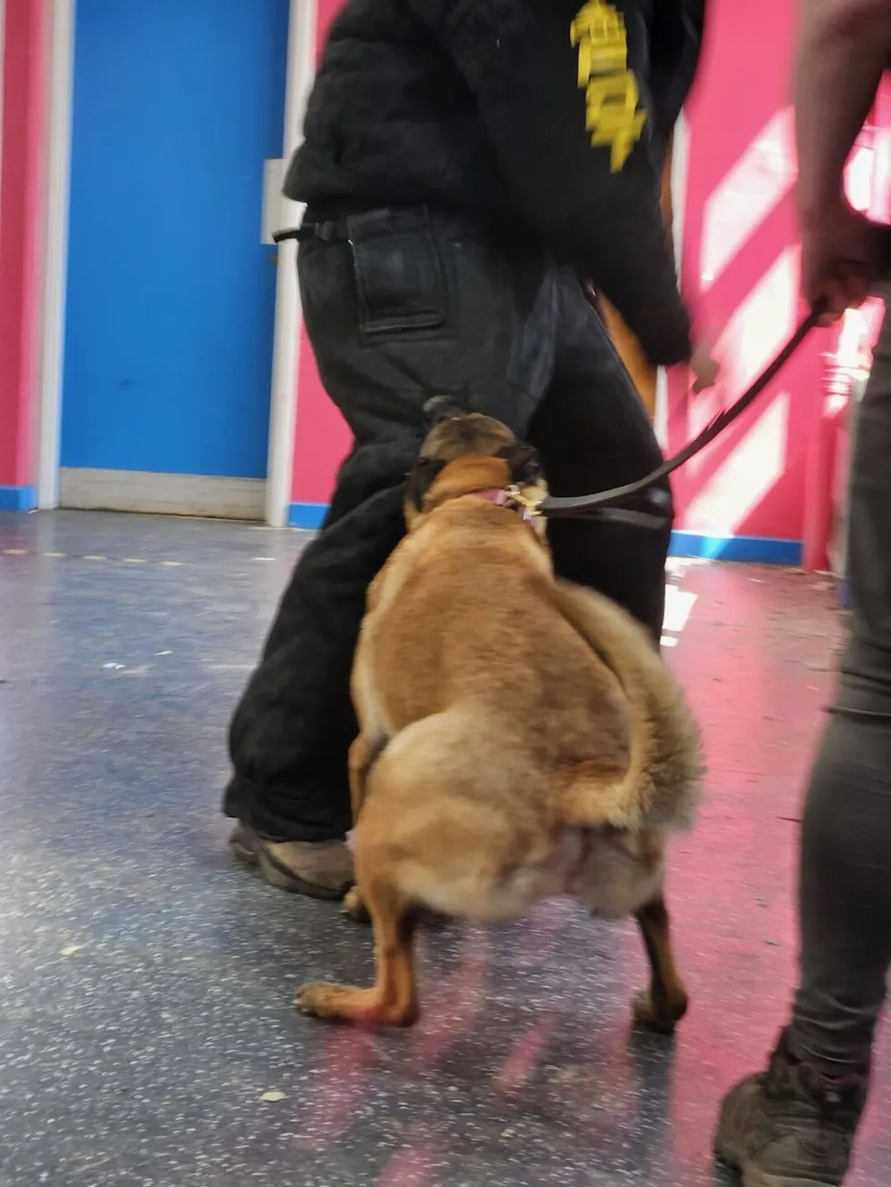 Dog Obedience Training Beside Handler
