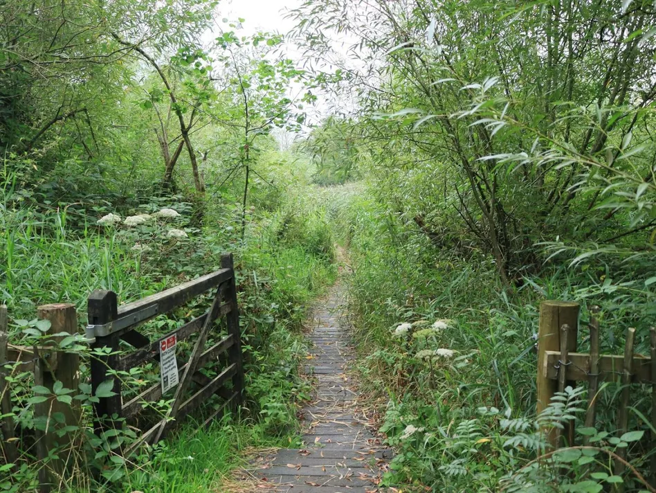 Narrow boardwalk path through green woodland beside a wooden gate