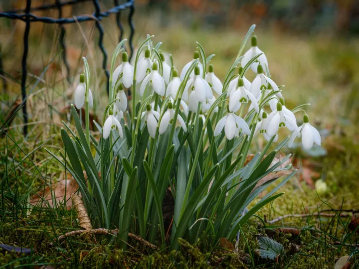 Snowdrops naturalised in winter grass