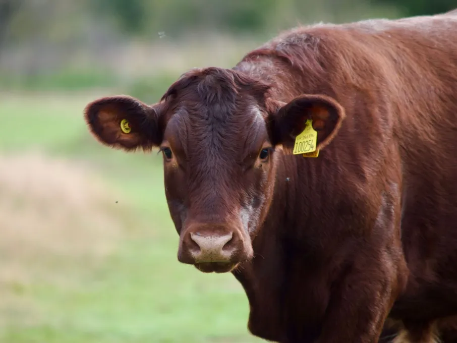 A detailed close-up of a brown cow in rural