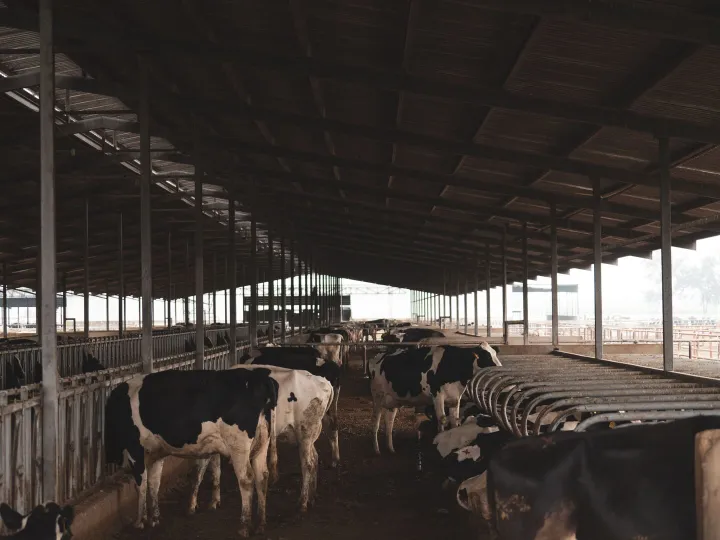 Holstein cows inside a large barn, showcasing a