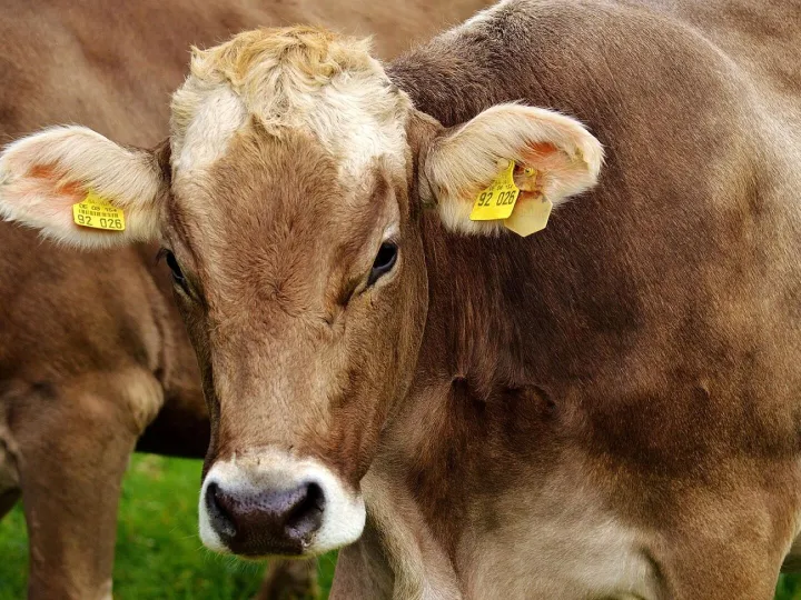 Cow, ruminant, dairy cattle, pasture, cattle