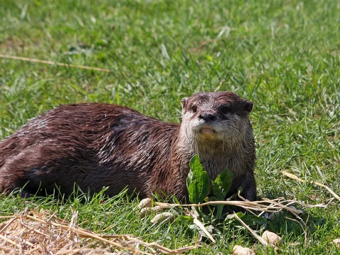An otter sitting on grass beside the water
