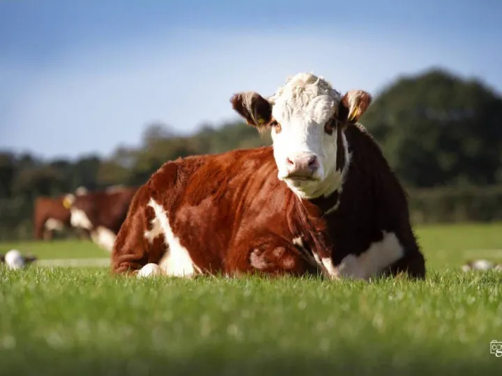 Sponsors Feature – Hereford Cattle Society