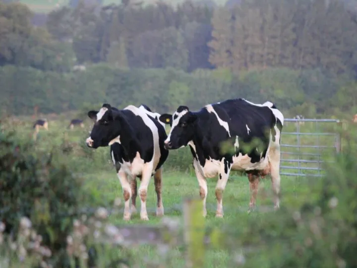 Sponsors Feature – Livestock Information