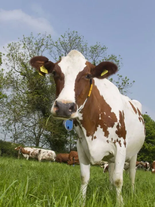 Photo: RH&W UK Dairy Cattle Welfare Strategy