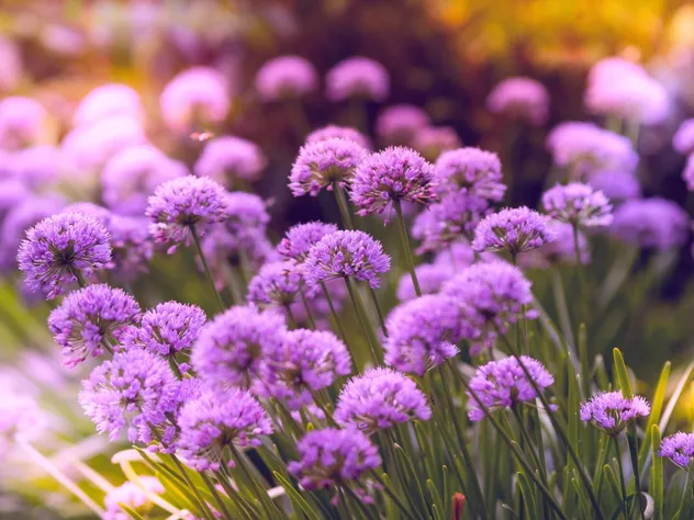 Beautiful purple flowers in full bloom, capturing