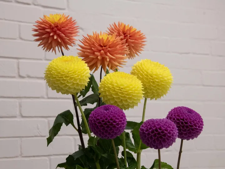 Flowers at HHS Show 2026