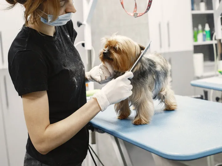 A dog groomer combing a Yorkshire Terrier on a grooming table