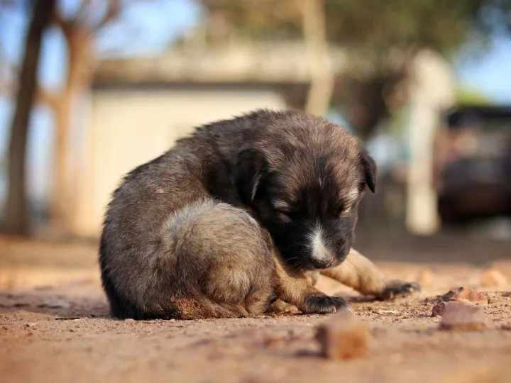 A cute puppy peacefully sleeping outdoors on a