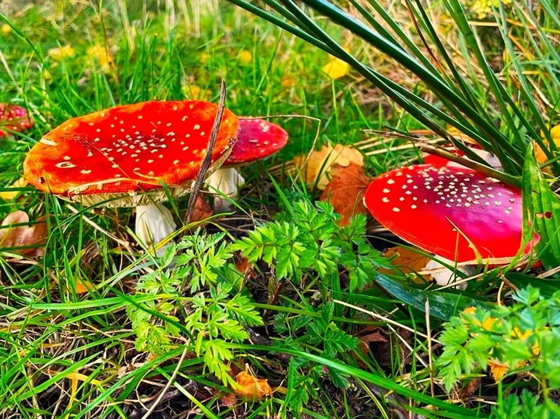 -Fly Agaric