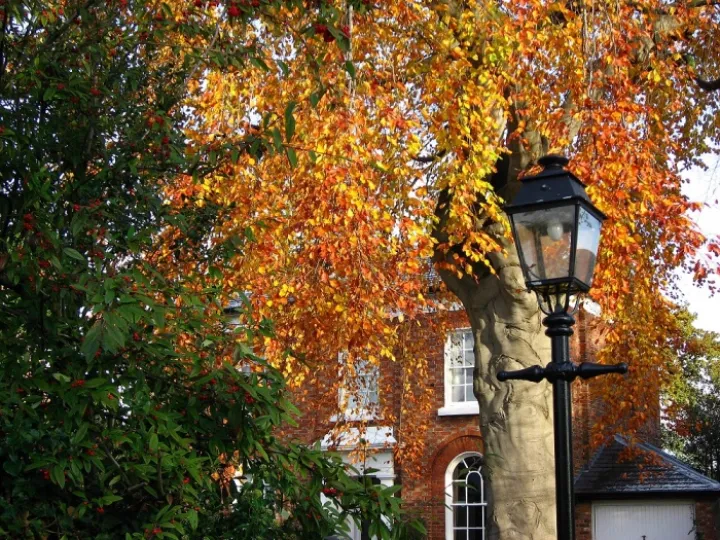 Lampost glory