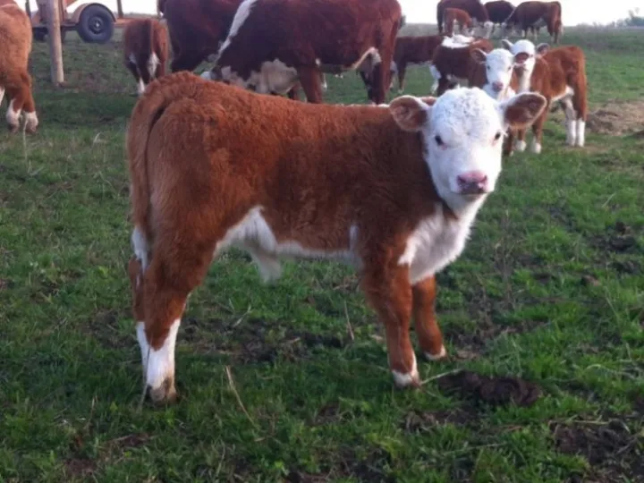 Cow 2