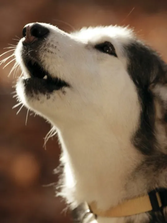Barking Dog