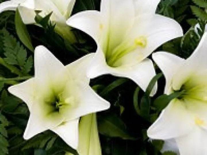 Funeral Flowers