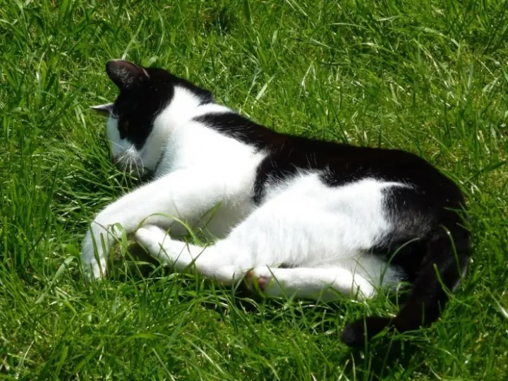 FionaQuinn_Moggy 02