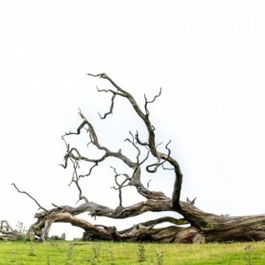 fallen tree2