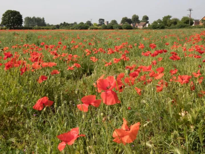 Glebe Poppies 2017
