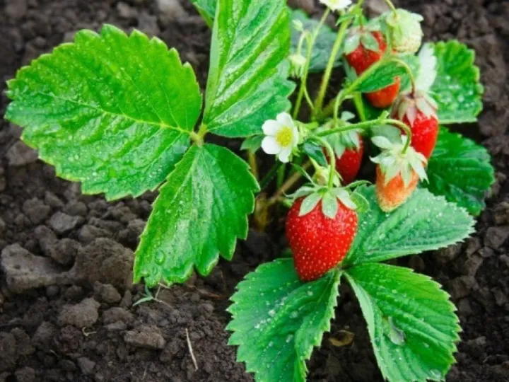 strawberry