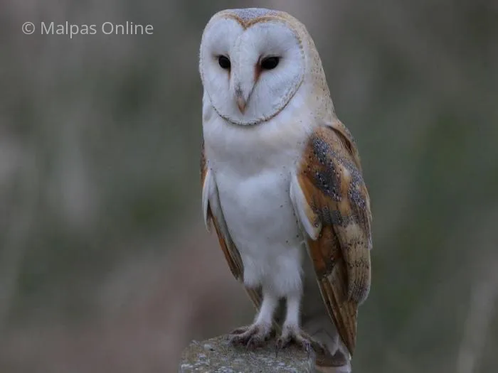 Adult Barn Owl (Latin Name &ndash; Tyto alba )