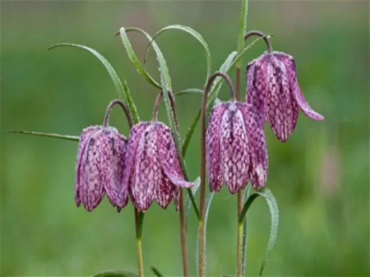 snakeshead fritillaries 02