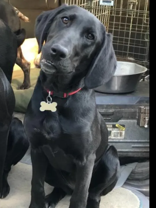missing dog