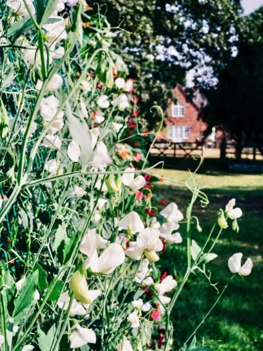 July musings2