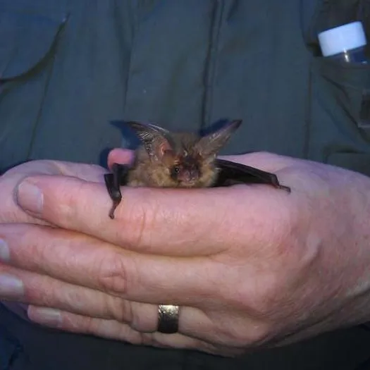 BAT