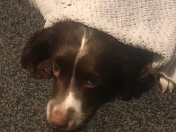 Dog Fears Fireworks