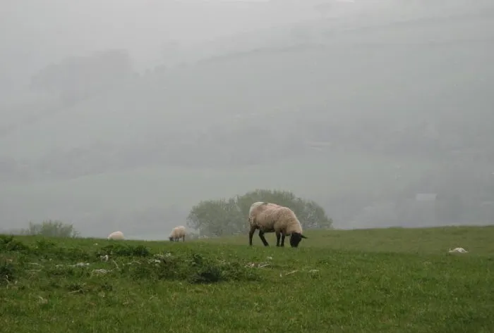 Sheep on the hills