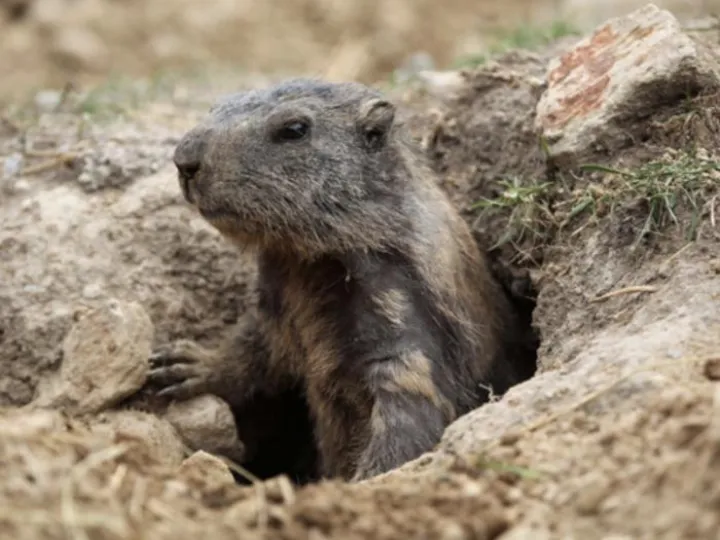 Mole