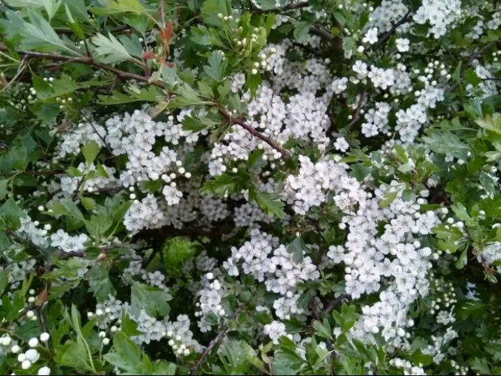 hawthorn SB