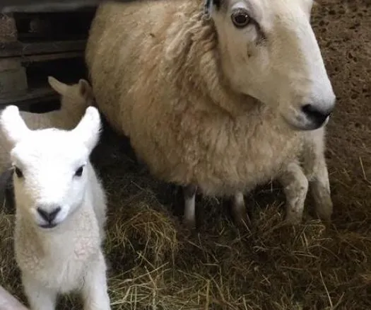 Lambs