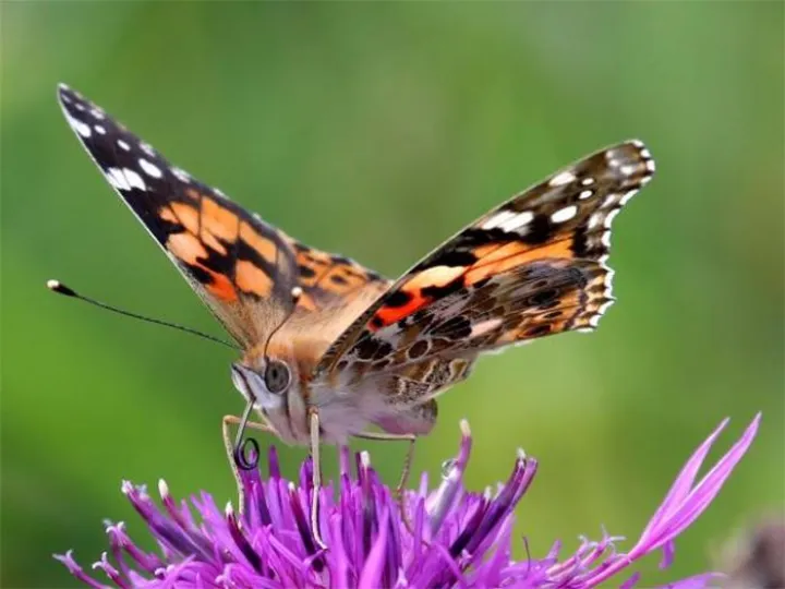 Image: 2019-07-19Butterfly