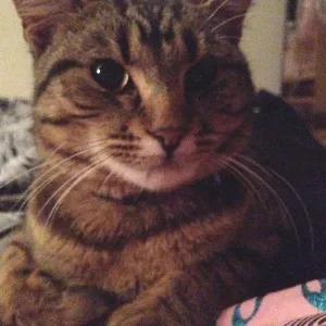 Rex the Cat 2