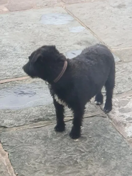 dog