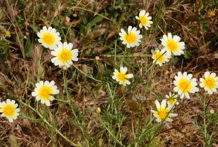 yellow-flowers-M307788