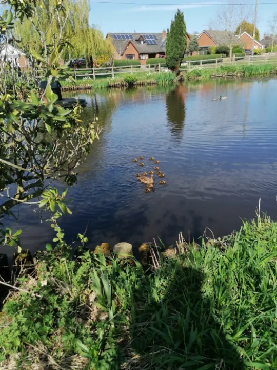 hankelow ducklings 1