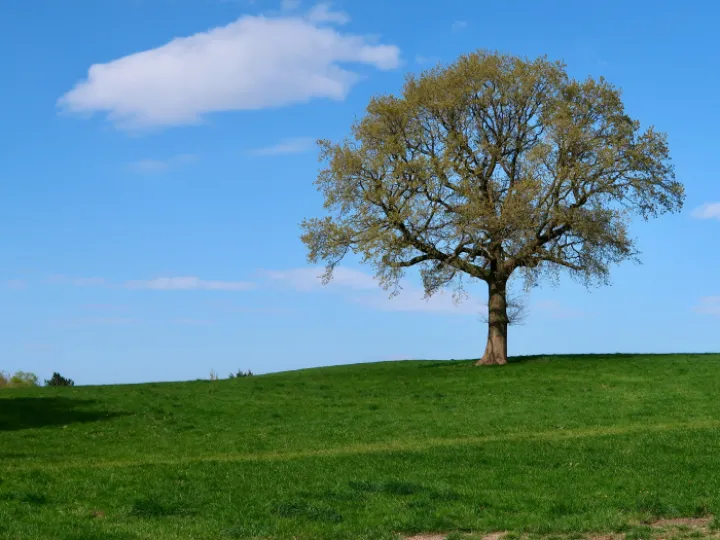 April Tree