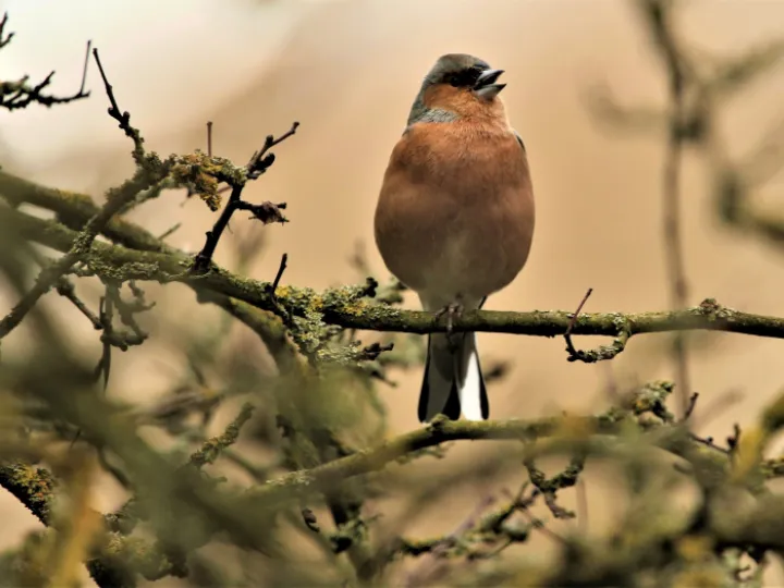 Birdsong