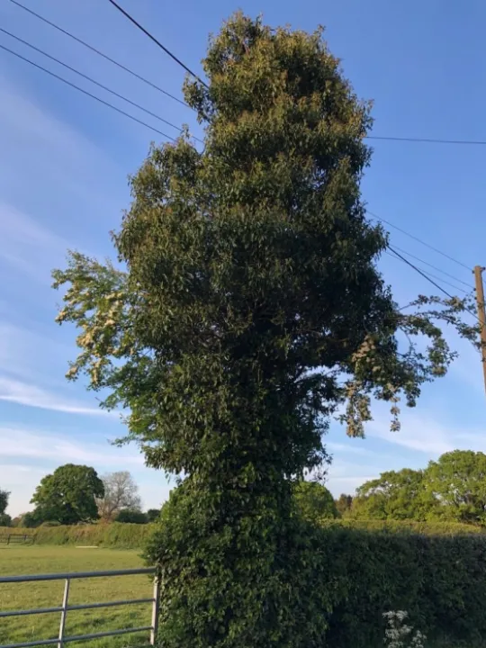 Ivy on Trees