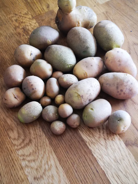 Spuds 7