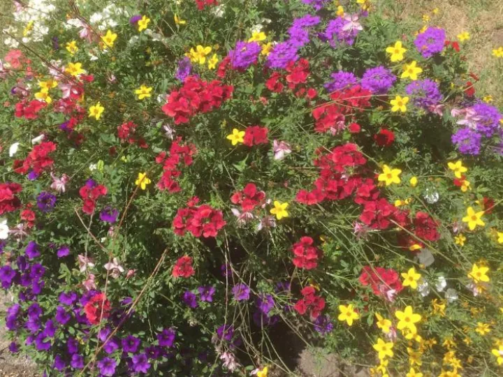 ADAS Flowers