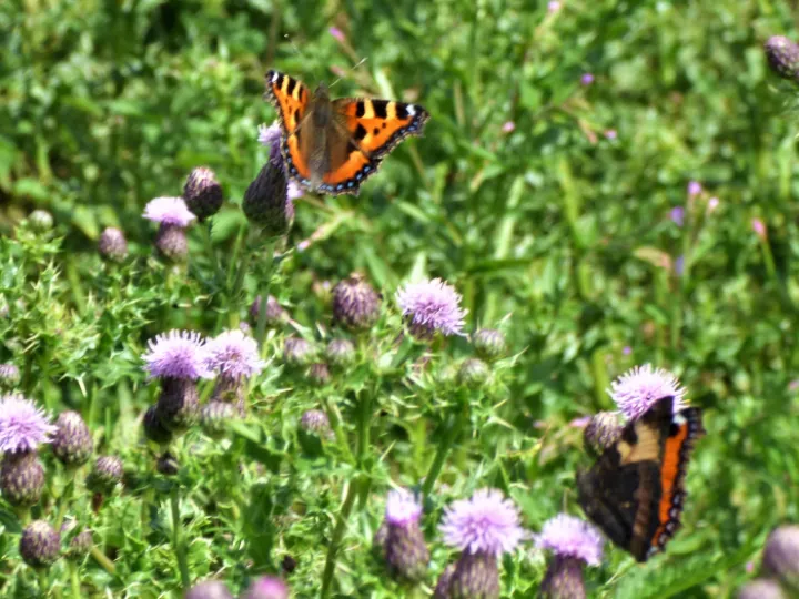 thistle