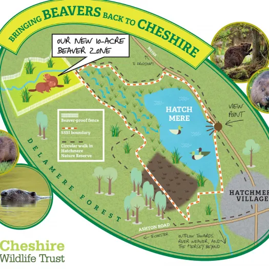 Image: 1597396341_hatchmere_map_graphic