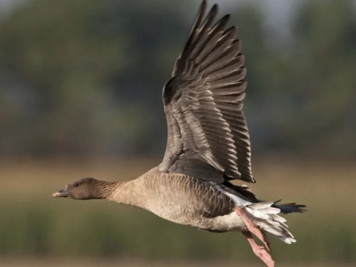 Pink-footed Goose © David Tipling 2020VISION
