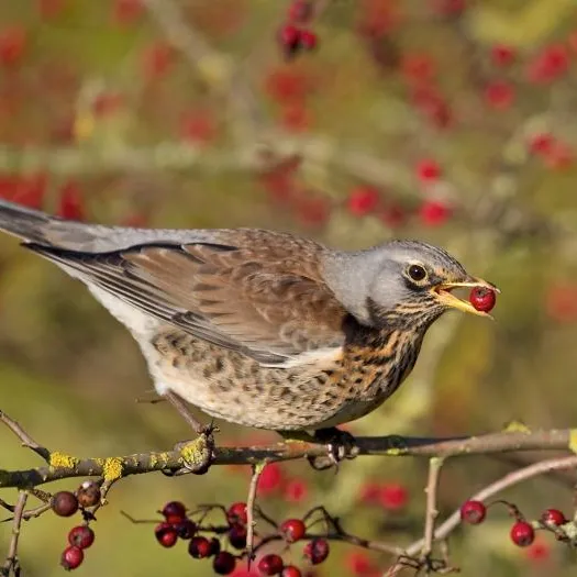 fieldfare