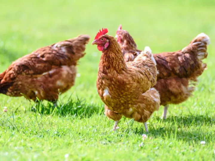 Chickens